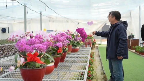 山东临沂花卉批发基地