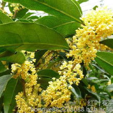 桂花树苗价格