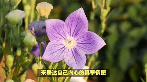 桔梗花的花语是什么 桔梗花的花语是什么