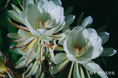 昙花花语