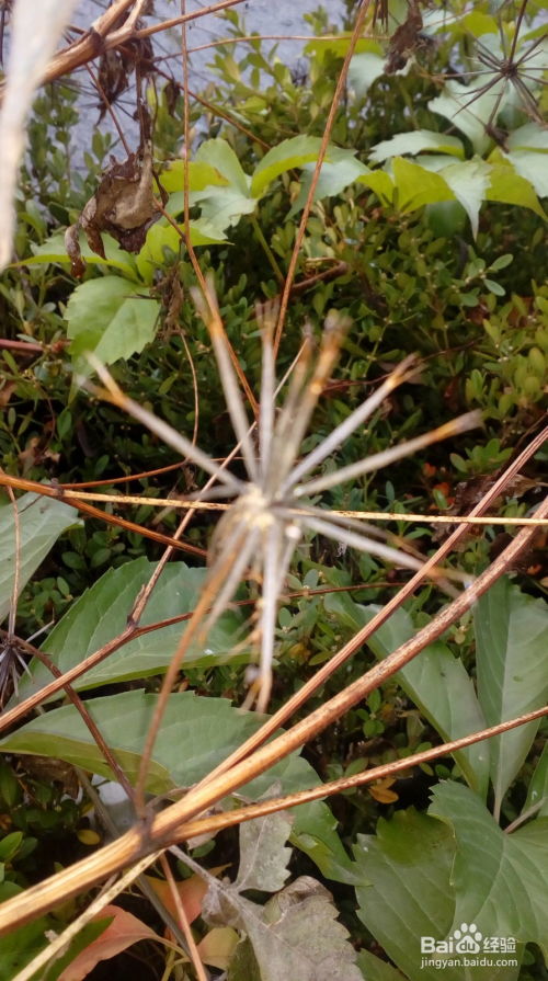 三种植物传播种子的方法