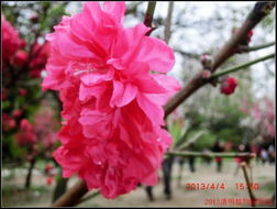 鲜花网赏花轩