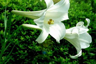 百合花的照片大全大图