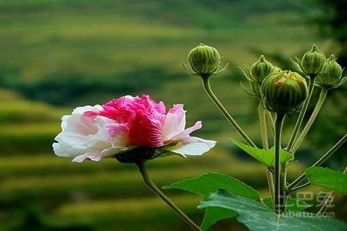 木芙蓉树高清图片