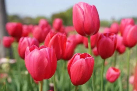 郁金香花语和寓意