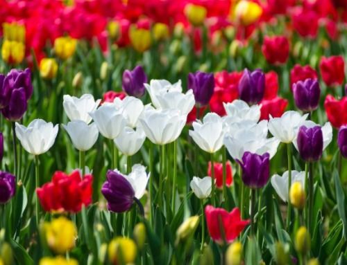 白色郁金香花语和寓意