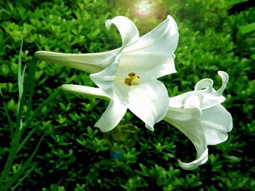 好看的百合花图片