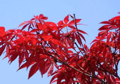 红枫种子怎么种植方法