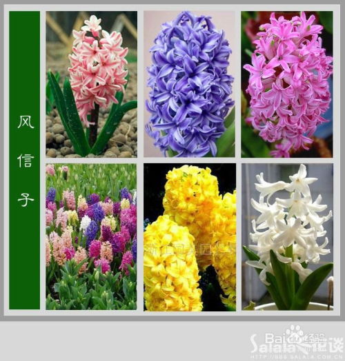 红色风信子的花语