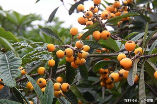 女贞树果实作用和用法