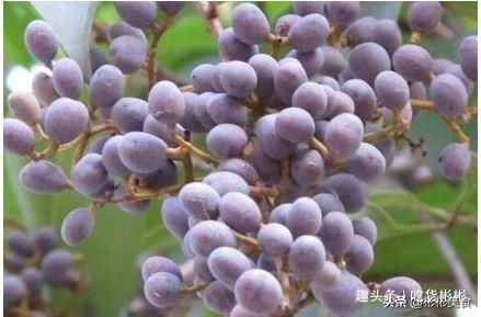 女贞子配菟丝子的功效