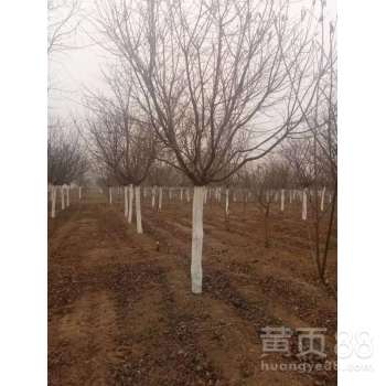 樱花树价格12cm多少