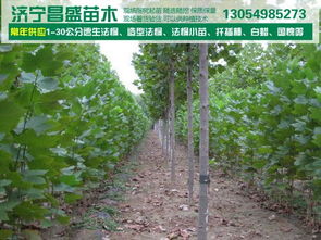 最新苗木价格信息