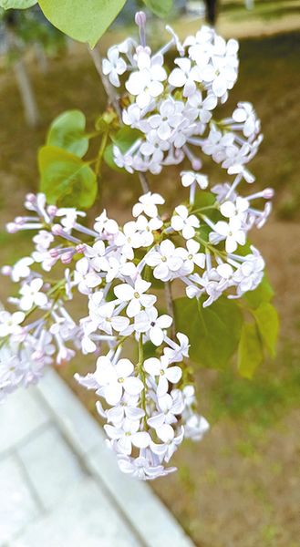 丁香花的寓意