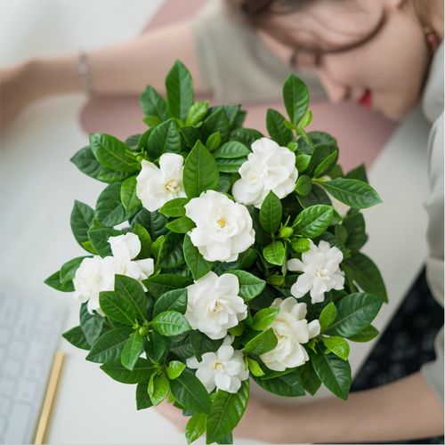 栀子花的花语及解释