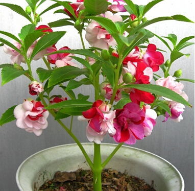 凤仙花怎么染指甲