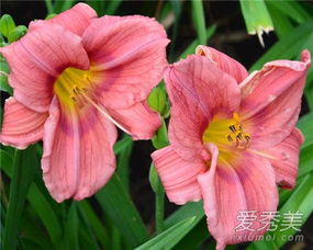 母亲节合适送什么花