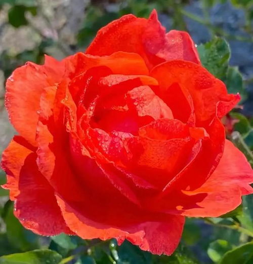 月季花图片大全大图 简单漂亮