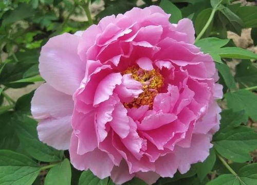 芍药和牡丹的区别在哪里