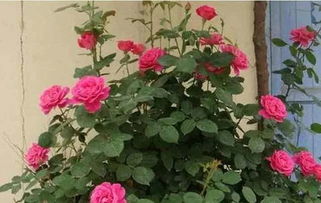 月季花叶子发黄有黑斑是怎么回事