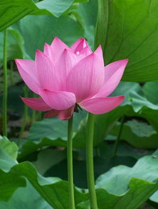 荷花图片大全大图高清
