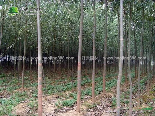 园林绿化工程苗木
