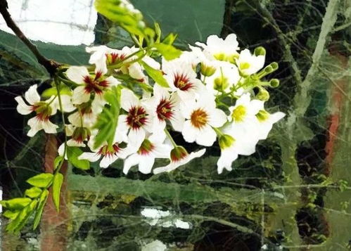 文冠花