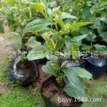花叶假连翘和金边连翘