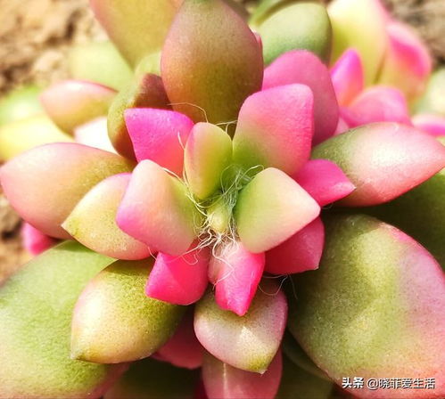 花木网站哪个好