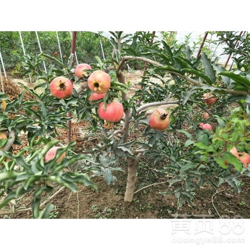 石榴树苗哪种品种最好