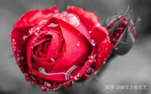 各种玫瑰花的花语大全
