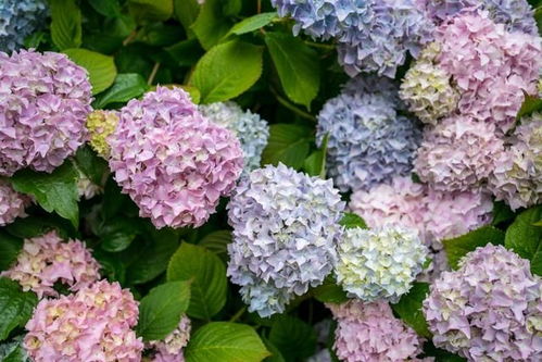 绣球花的养殖方法和浇水