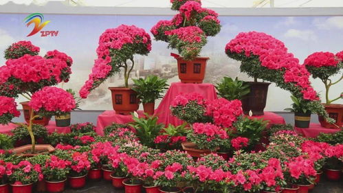 中国精品鲜花网