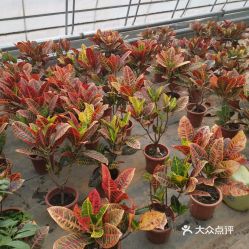 北京花卉基地