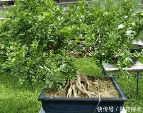 九里香盆景图片大全