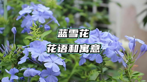 蓝雪花的花语