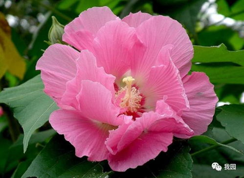 芙蓉树花多少钱一斤