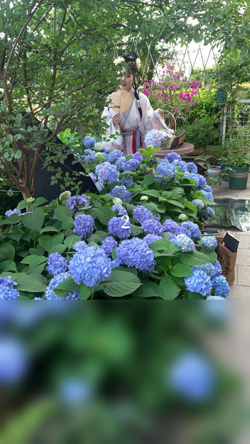 花语是治愈一切的花