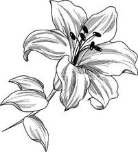 100种花的简笔画