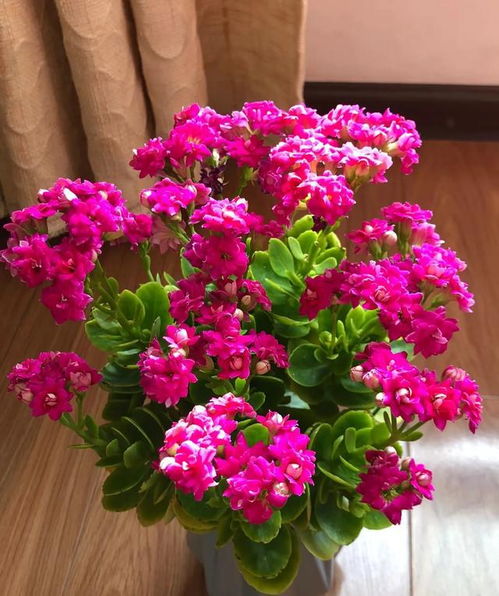 十大吉利的镇宅花