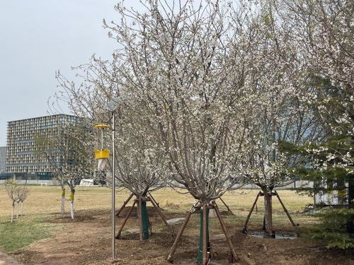 绚丽海棠树图片