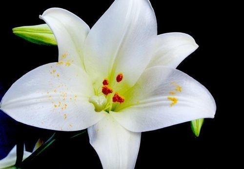 百合花代表什么