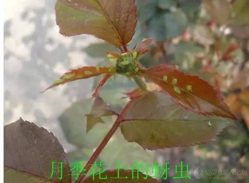 月季花的病虫害怎么防治 月季花的病虫害怎么防治