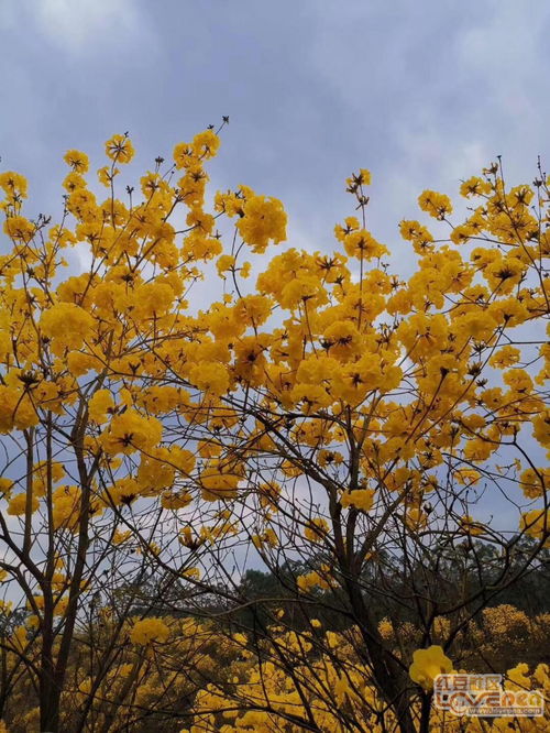 黄花风铃