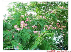 芙蓉树图片大全大图唯美