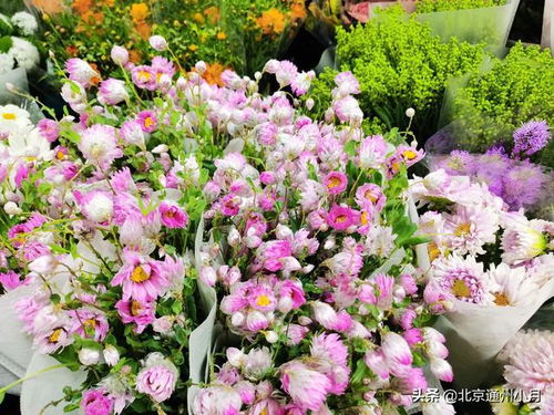 北京哪批发鲜花最便宜