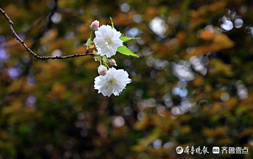 白色樱花的花语