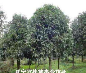 8公分桂花树最新价格