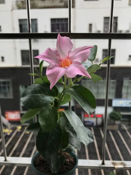 四季开花的花