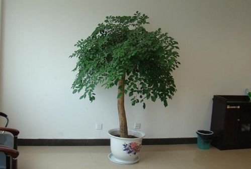 幸福树的图片